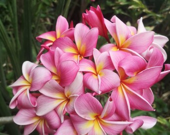 Rara Plumeria chompoo darajak / 1 talea 25-30 cm / Pianta di frangipani viva / Fiore tropicale esotico