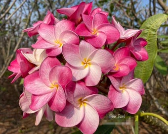 Plumeria rosa en espiral (rara) / 3 esquejes de 25-30 cm / Planta de frangipani viva / Flor tropical exótica