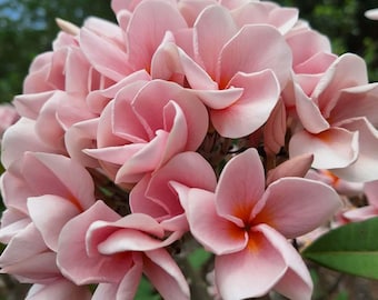 Adom Chok  Plumeria Rooted Plant | Live Frangipani 45–50 cm | Tropical Flower