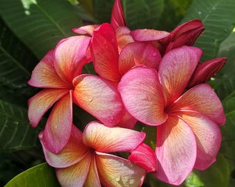 Sällsynt Daow pra sook Plumeria | 1 stickling 25–30 cm | Levande Frangipani-växt | Exotisk tropisk blomma