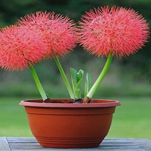May include: A potted plant with three vibrant red, spherical flowers. The flowers have a spiky texture and are supported by green stems. The plant is in a brown plastic pot, set against a blurred green background.