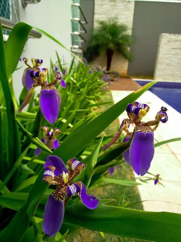Walking Iris Flower Bulbs - Mixed Color Fan (2)