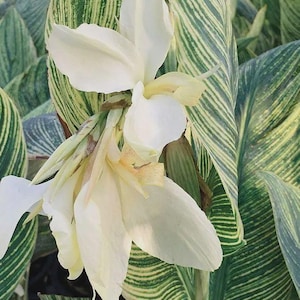 White Canna - Etsy