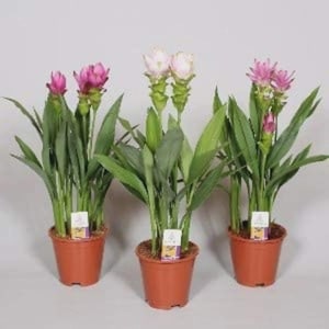 May include: Three potted Curcuma plants with long green leaves and upright flower spikes. The left plant has pink flowers, the center plant has white flowers, and the right plant has pink flowers. Each plant is in a terracotta-colored plastic pot.