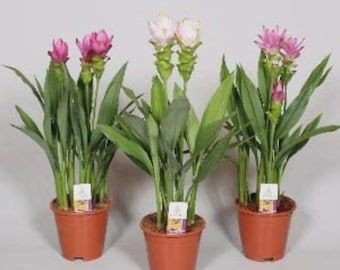 May include: Three potted Curcuma plants with long green leaves and upright flower spikes. The left plant has pink flowers, the center plant has white flowers, and the right plant has pink flowers. Each plant is in a terracotta-colored plastic pot.