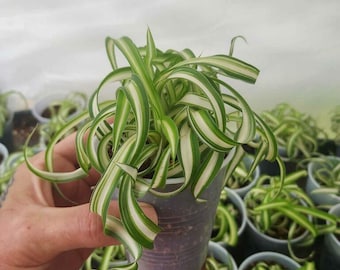 Curly Spider Plant
