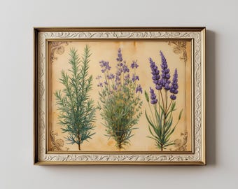 Vintage Botanical Herb Art - Printable Lavender, Rosemary, Thyme Wall Decor, Rustic Cottagecore Kitchen Decor, Digital Download 309