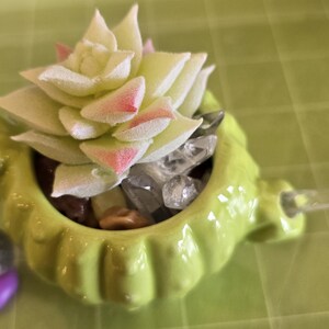 May include: A small, light green ceramic planter shaped like a turtle, holding a succulent plant with pale green and pink-tipped leaves. The planter is filled with small stones and clear crystals. A few decorative stones are placed around the planter.