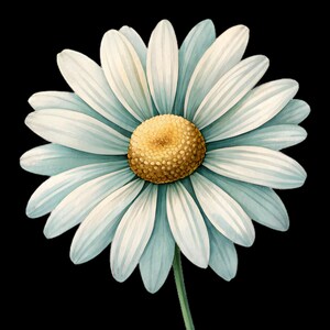 May include: A watercolor illustration of a daisy flower with white and light blue petals and a yellow center. The flower has a green stem against a black background. The image is a close-up of the flower.