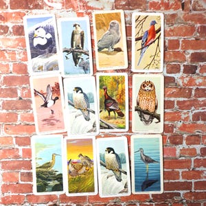1 Vintage 1967 Red Rose Birds of North America Card