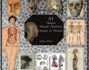 81 Antique Anatomy Images and DieCuts