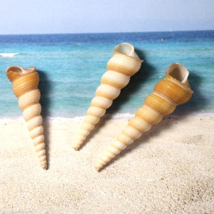 May include: Three spiral seashells with cream and tan coloring are arranged on a sandy surface, with a backdrop of a blue ocean and sky. The shells are in varying sizes, with a conical shape and textured surface.