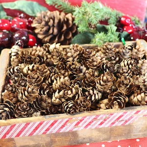 May include: A wooden box with red and white striped trim filled with brown pine cones. The box is sitting on a red and white patterned surface.