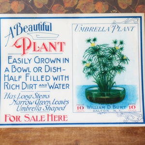 1 Antique Store Display Poster