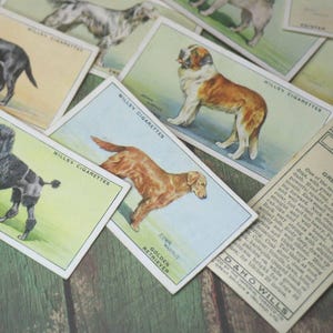 1 vintage hondentabakkaart
