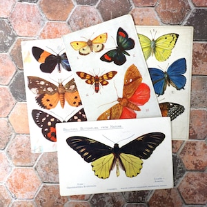1 cartolina antica con farfalla