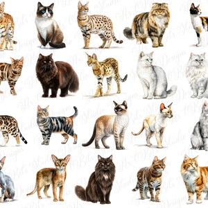 Calico cat clipart
Tuxedo cat graphic
Ginger cat clipart
Black cat illustration
White cat clipart
Tortoiseshell cat graphic
Long-haired cat clipart
Short-haired cat illustration
Wild cat breeds clipart
Rare cat breeds graphic