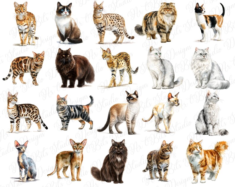 Calico cat clipart
Tuxedo cat graphic
Ginger cat clipart
Black cat illustration
White cat clipart
Tortoiseshell cat graphic
Long-haired cat clipart
Short-haired cat illustration
Wild cat breeds clipart
Rare cat breeds graphic