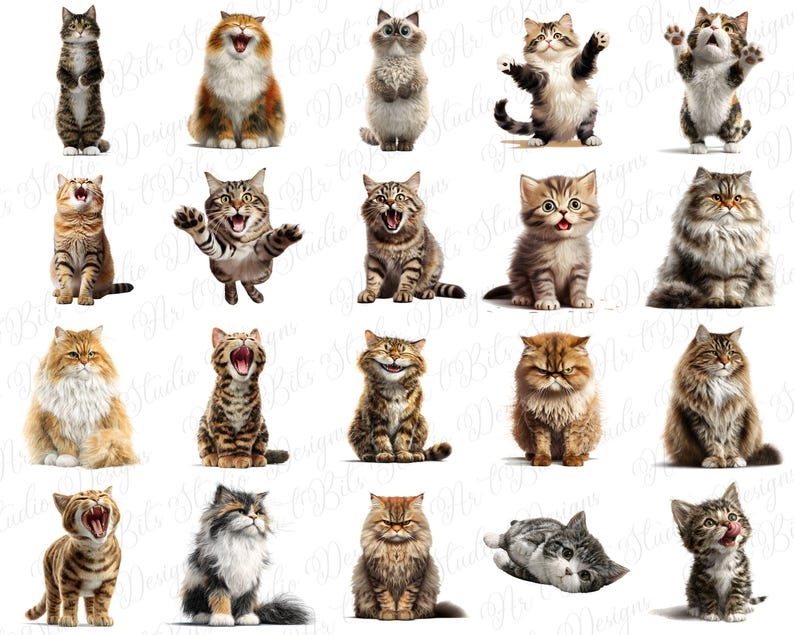 Funny Christmas cat
Silly Halloween cat
Cat Thanksgiving graphics
Valentine cat humor
Funny Easter cat
New Year cat clipart
Birthday cat clipart
Seasonal cat pack
Holiday cat art