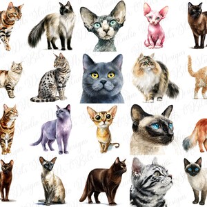 Blogger cat art
Journaling cat elements
Pet tag designs
Embroidery pattern graphics
Procreate stamps cat
Cricut print and cut
Silhouette cat graphics
DIY craft clipart
Pet shop graphics
Veterinary clinic art
Animal rescue graphics
Cat breed identification
Animal crossing style cat