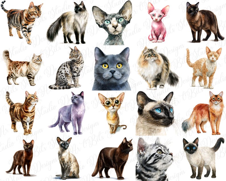 Blogger cat art
Journaling cat elements
Pet tag designs
Embroidery pattern graphics
Procreate stamps cat
Cricut print and cut
Silhouette cat graphics
DIY craft clipart
Pet shop graphics
Veterinary clinic art
Animal rescue graphics
Cat breed identification
Animal crossing style cat