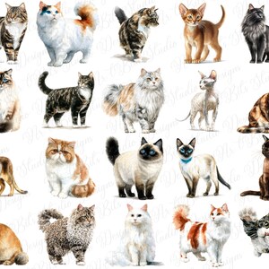 Card making cat clipart
Invitation design elements
Nursery decor cat
Baby shower cat theme
Digital art creation
Sticker making resource
Small business use graphics
Etsy shop branding
Logo design elements
Website graphics cat