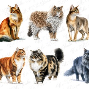 May include: A collection of six cat illustrations. The cats feature various fur colors and patterns, including orange, brown, gray, and black. Each cat is depicted in a realistic style, showcasing their unique features and poses. The image is set against a white background.