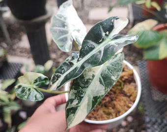 Real Photo Alocasia Bambino Variegated Small Size