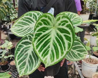 Anthurium Silver Crome Mutazione Taglia Grande Pithosanal Libero