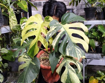 Imagen real Monstera Jungle Mint muy hermosa, variegada, grande, gratis, Pithosanitary