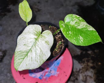 モンステラ デビル 斑入り巨大観葉植物 2粒 - Etsy 日本