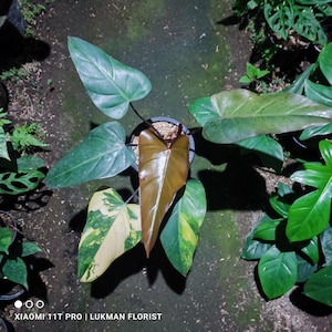 Foto real de filodendro Dark Lord variegado de gran tamaño, Pitosanytari gratis