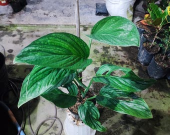 philodendron micans licht Philodendron Scandens Micans  never enough plants