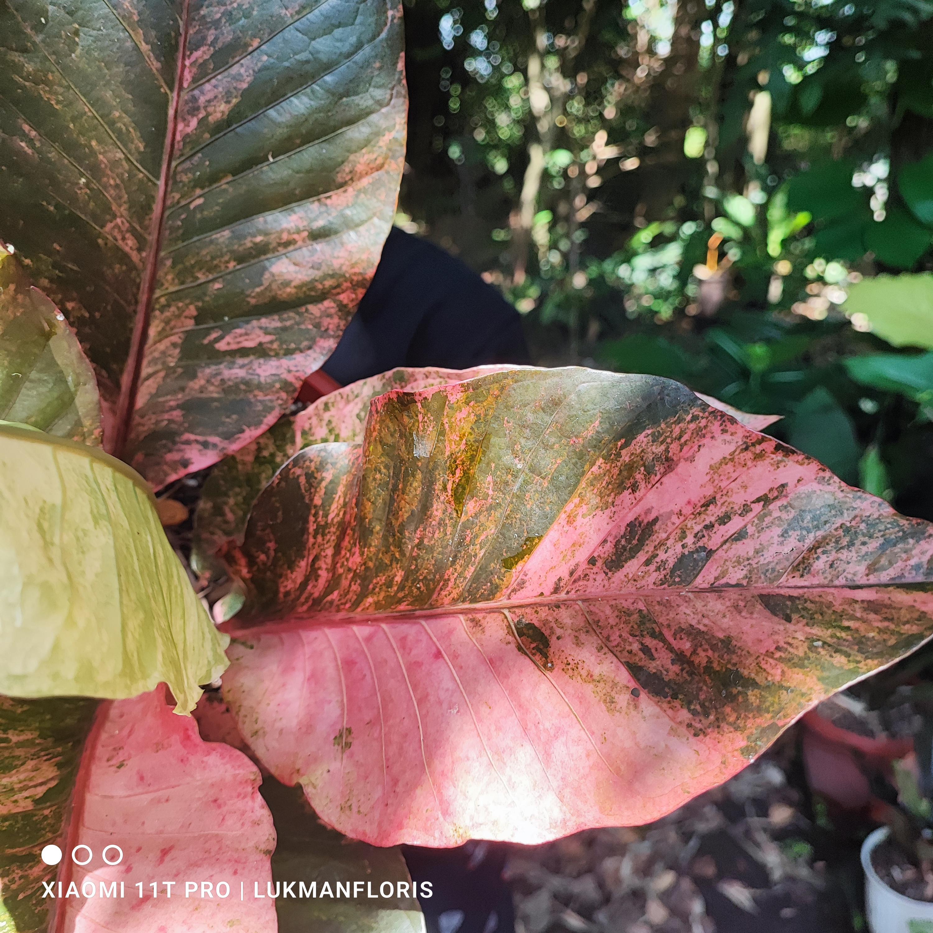 Anthurium Hookeri Sweeta Variegated Pink Diamond Beauty Big Size