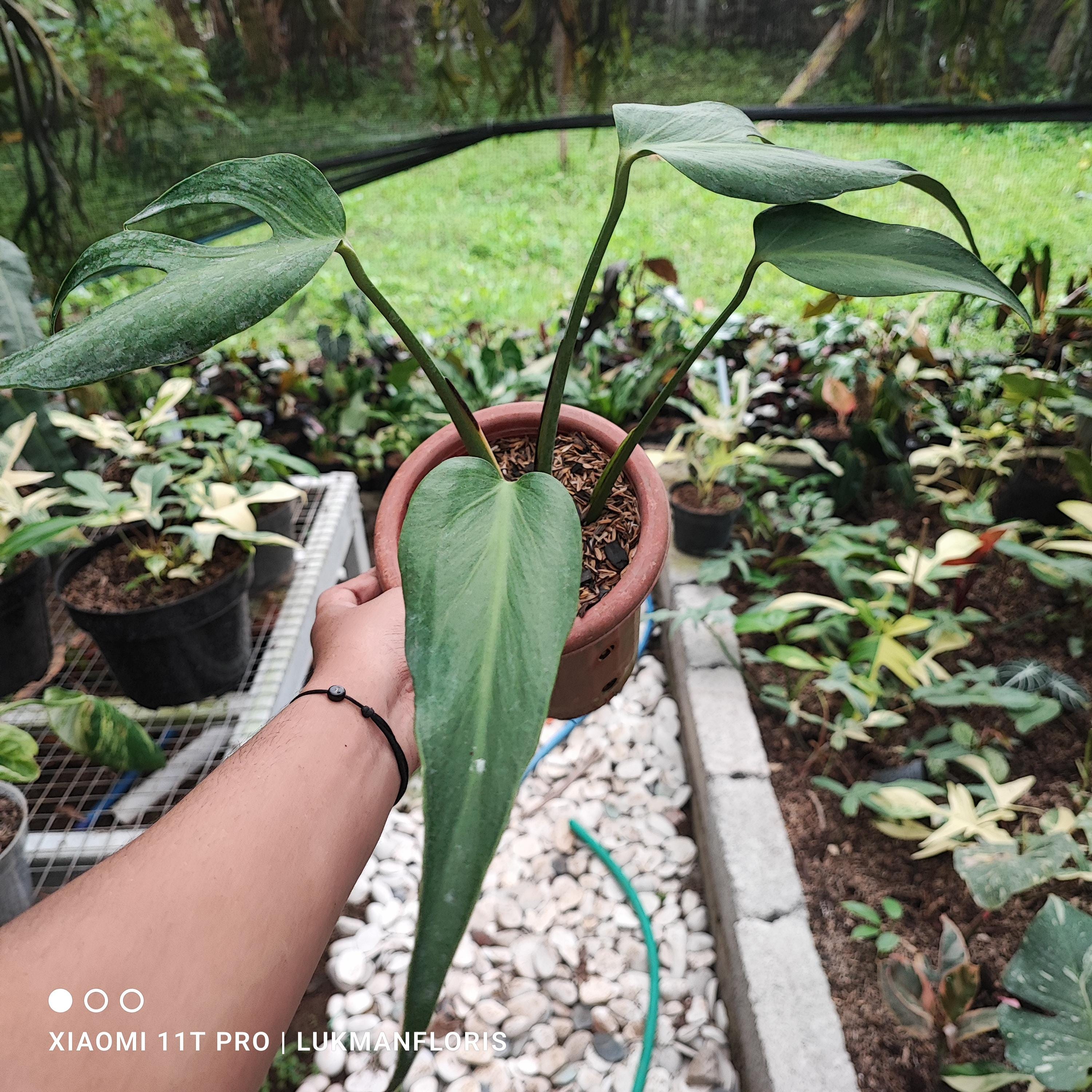 gold flame snake plant Sansevieria Golden Flame | Snake Plant | Care Guide and Pro Tips