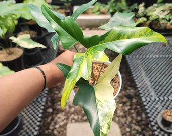 money tree potted Money Tree 10