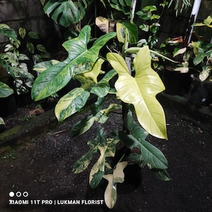May include: A close-up of a variegated Philodendron plant, featuring large, uniquely shaped leaves. The leaves are a mix of green, yellow, and white. The plant is in a dark setting, with the text "XIAOMI 11T PRO | LUKMAN FLORIST" at the bottom.