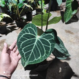 Anthurium Matuda Hybrid Medium Size Free Pitosanytari