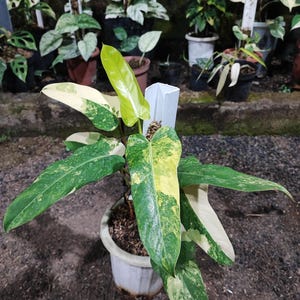 Philodendron Domesticum Variegata - Etsy
