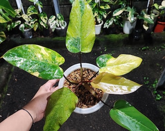 Philodendron 'el Choco Red' X Billietiae Variegated *grower's