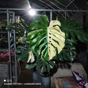 May include: A large Monstera plant with split leaves, showcasing a striking contrast of green and creamy white variegation. The plant's leaves have a unique, fenestrated pattern. The image is taken indoors, with the text "XIAOMI 11T PRO | LUKMANFLORIS" at the bottom.
