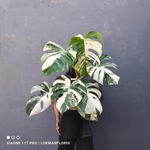 Puede incluir: Un juego de tres tazas de cerámica con un acabado moteado y mate. Las tazas son de color crema, gris claro y gris oscuro. Cada taza tiene un diseño simple y minimalista.