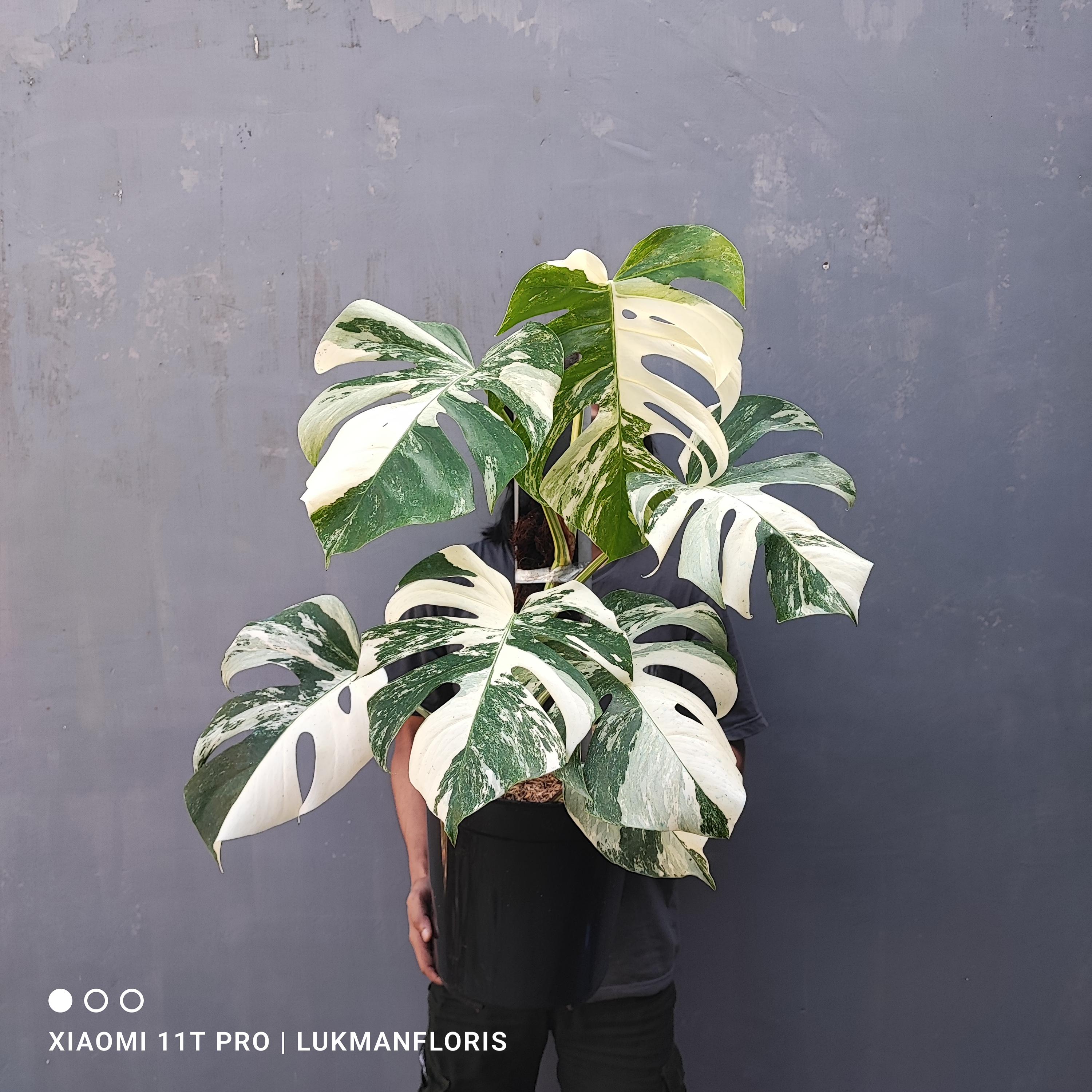 philodendron gloriosum x asplundii Philodendron 