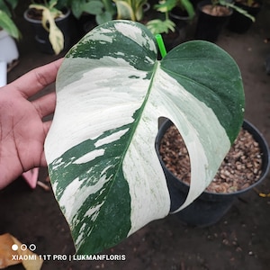 Monstera vera giungla menta variegata lussuosa 1 foglie spezzate gratis pithosanitary