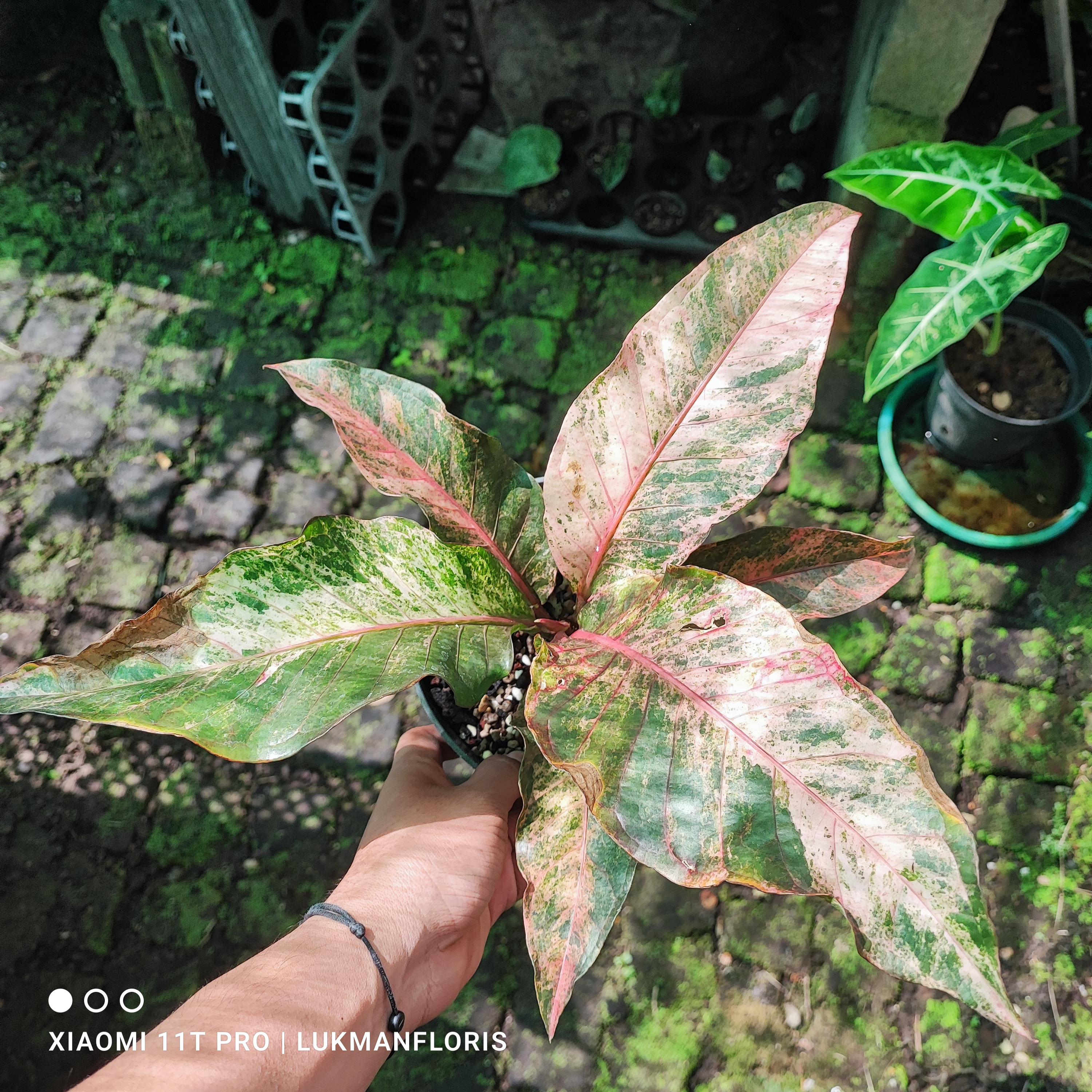 Anthurium Hookeri Sweeta Variegated Pink Beauty Free Pithosanitary