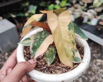 May include: A houseplant in a white pot, featuring leaves with green, cream, and pink variegation. The pot contains brown mulch. The leaves display a distinctive pattern. The plant is held by a person.