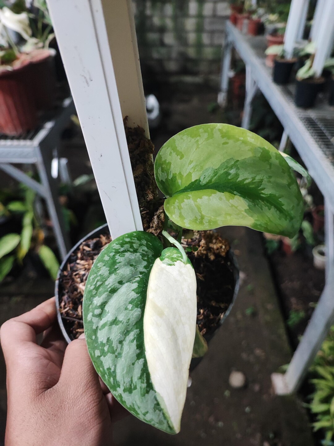 Scindapsus Variated Real Pict Scindapsus Geulis Variegated Free Pithosanitary - Etsy