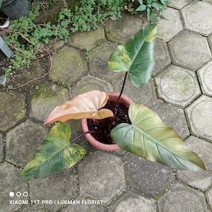 Foto real Philodendron Dark Lord Variegado 4-5 Hojas Libres Pitosanytari