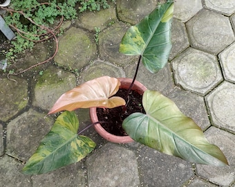 Real Photo Philodendron Dark Lord Variegated 4-5 Leave Free Pitosanytari