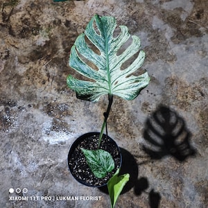 Monstera deliciosa devil - Etsy 日本